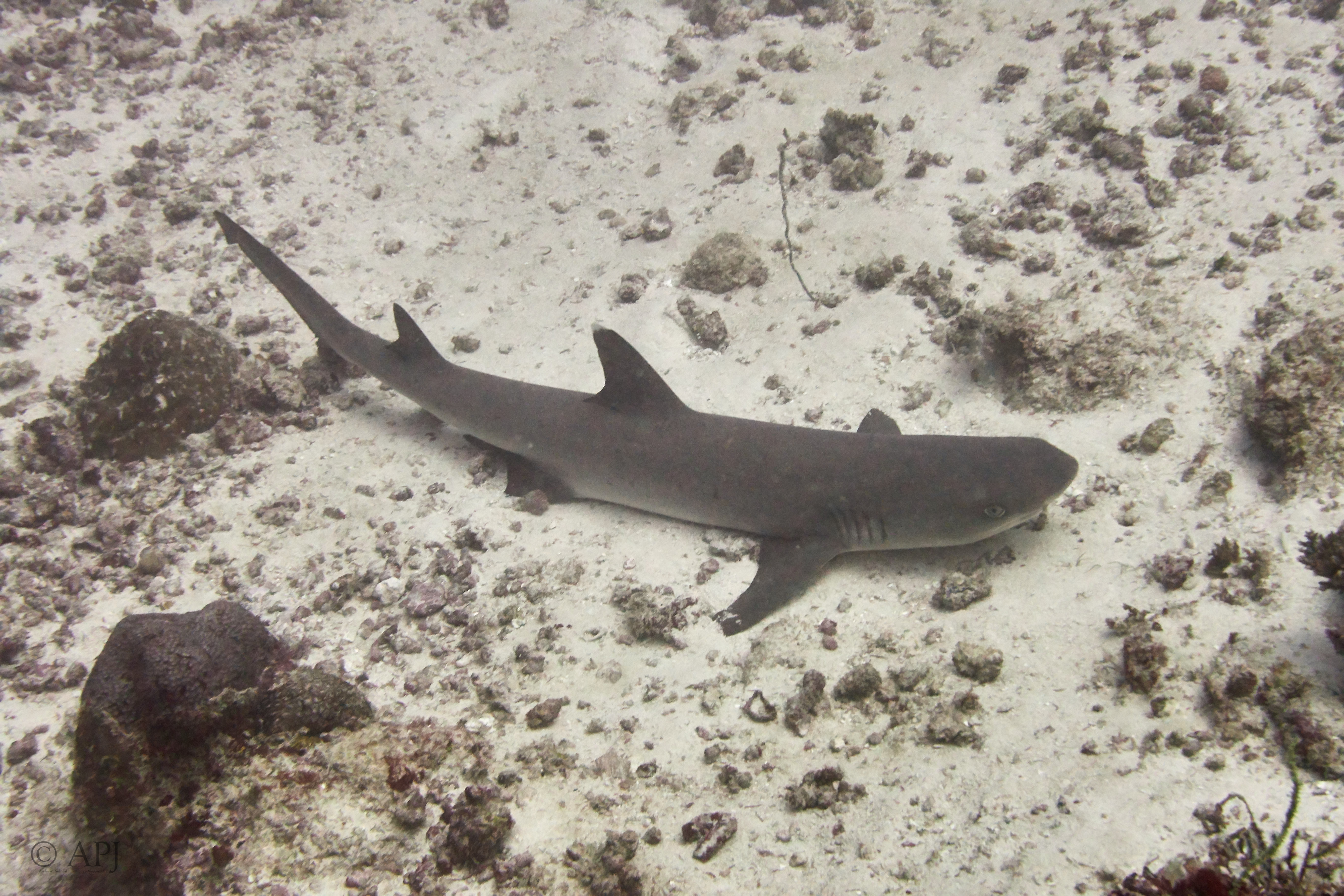 000433 14 08 17  Canon PowerShot G7 X Mark II   Malediven2017